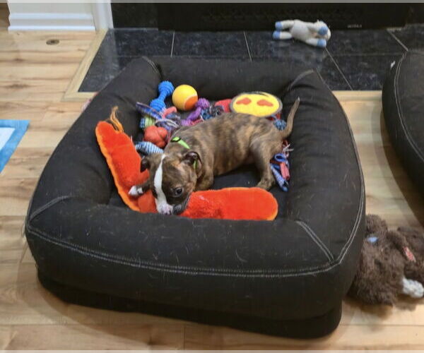 Medium Photo #3 American Pit Bull Terrier-Unknown Mix Puppy For Sale in Clarkston, MI, USA