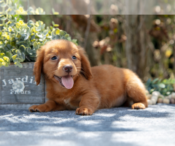 Medium Photo #3 Dachshund Puppy For Sale in SALEM, IN, USA