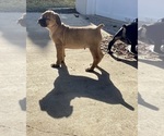Small Photo #4 Cane Corso Puppy For Sale in THURMONT, MD, USA