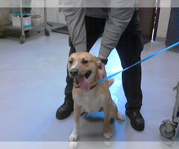 Medium Photo #1 Labrador Retriever-Unknown Mix Puppy For Sale in Fayetteville, NC, USA