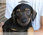 Small #1 Labrador Retriever Mix