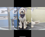 Small Photo #1 Bernedoodle-Bluetick Coonhound Mix Puppy For Sale in RINGTOWN, PA, USA