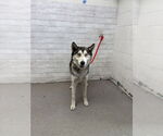 Small Siberian Husky