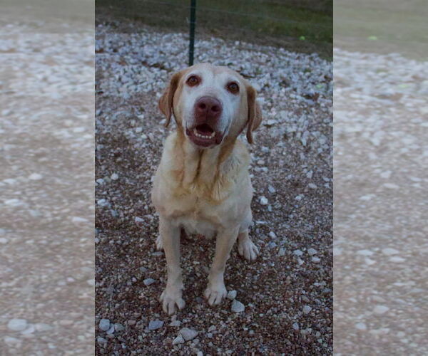 Medium Photo #6 Labrador Retriever Puppy For Sale in Foristell, MO, USA