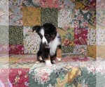 Small Photo #6 Miniature Australian Shepherd Puppy For Sale in HARRISON, OH, USA