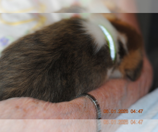 Medium Photo #10 Pembroke Welsh Corgi Puppy For Sale in FALLS CITY, OR, USA