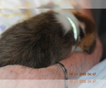 Small Photo #10 Pembroke Welsh Corgi Puppy For Sale in FALLS CITY, OR, USA
