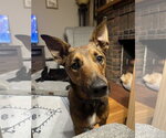 Small #8 German Shepherd Dog Mix
