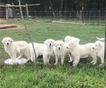 Small Photo #2 Great Pyrenees Puppy For Sale in HAWKINSVILLE, GA, USA