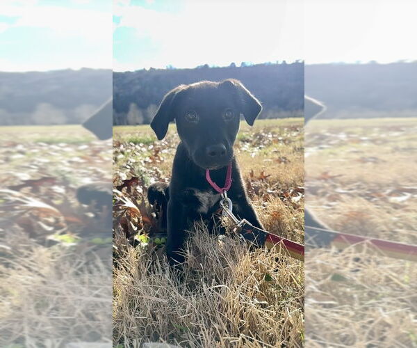 Medium Photo #3 Labrador Retriever-Unknown Mix Puppy For Sale in Boston, MA, USA