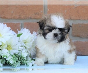 Shih Tzu Puppy for sale in FREDERICKSBG, OH, USA