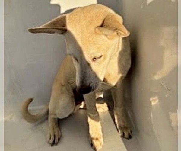 Medium Photo #1 Siberian Husky-Unknown Mix Puppy For Sale in Houston, TX, USA