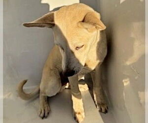 Siberian Husky-Unknown Mix Dogs for adoption in Houston, TX, USA