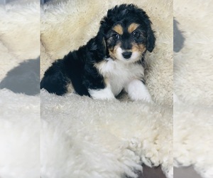 Aussiedoodle Miniature  Puppy for Sale in COLBERT, Washington USA