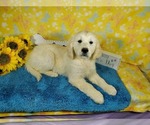 Small #5 English Cream Golden Retriever