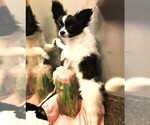 Small #8 Papillon
