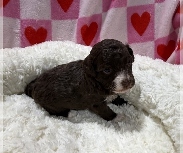 Medium Photo #5 Havapoo Puppy For Sale in GUTHRIE, KY, USA