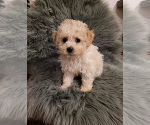 Bichpoo Puppy for sale in INDIANAPOLIS, IN, USA
