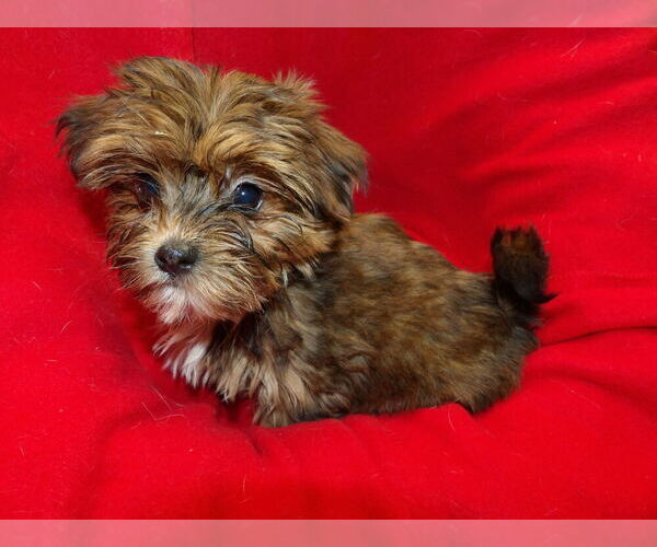 Medium Photo #6 Shorkie Tzu Puppy For Sale in PATERSON, NJ, USA