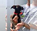 Small Boxer Mix
