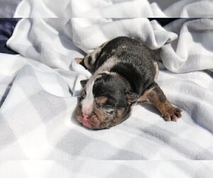 English Bulldog Puppy for sale in POUND RIDGE, NY, USA