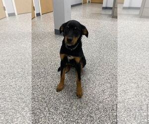 Golden Retriever-Rottweiler Mix Dogs for adoption in New Orleans, LA, USA