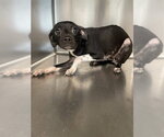 Small Chihuahua Mix