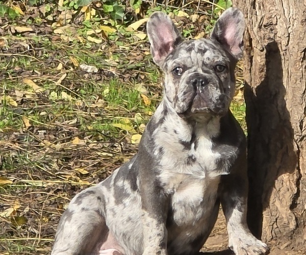 Medium Photo #1 French Bulldog Puppy For Sale in SPRINGFIELD, OR, USA