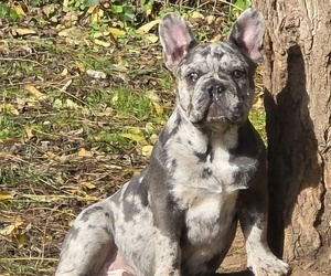 French Bulldog Puppy for Sale in SPRINGFIELD, Oregon USA