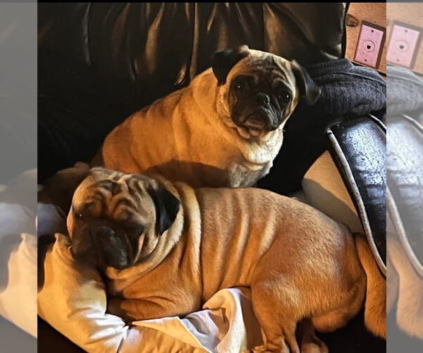 Medium Photo #2 Pug Puppy For Sale in San Bernardino , CA, USA
