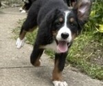 Small Photo #10 Bernese Mountain Dog Puppy For Sale in SPRINGFIELD, OH, USA