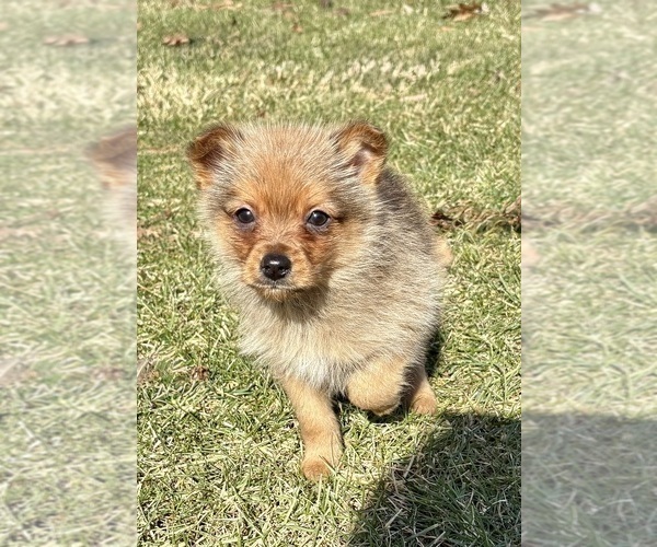Medium Photo #10 Yorkshire Terrier Puppy For Sale in FAIR HAVEN, MI, USA