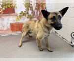 Small Mutt