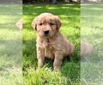 Small #6 Golden Retriever