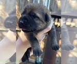 Small Photo #6 German Shepherd Dog Puppy For Sale in LAKE ELSINORE, CA, USA