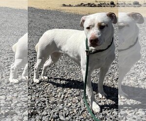 Bull Terrier-Pembroke Welsh Corgi Mix Dogs for adoption in Incline Village, NV, USA