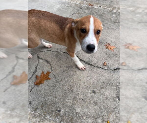 Medium Photo #1 Mutt Puppy For Sale in Elmsford, NY, USA