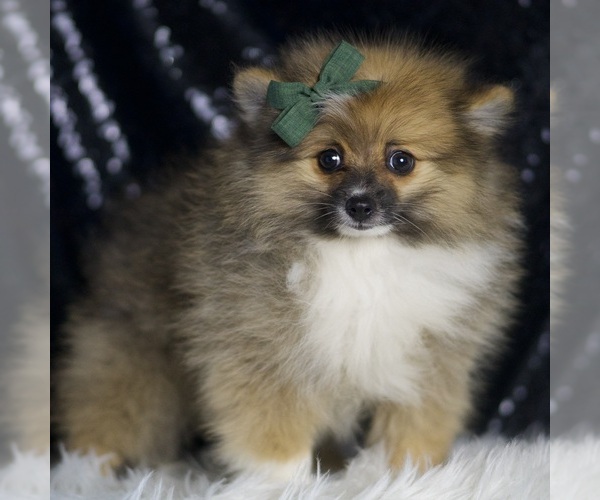 Medium Photo #3 Pomeranian Puppy For Sale in WARSAW, IN, USA