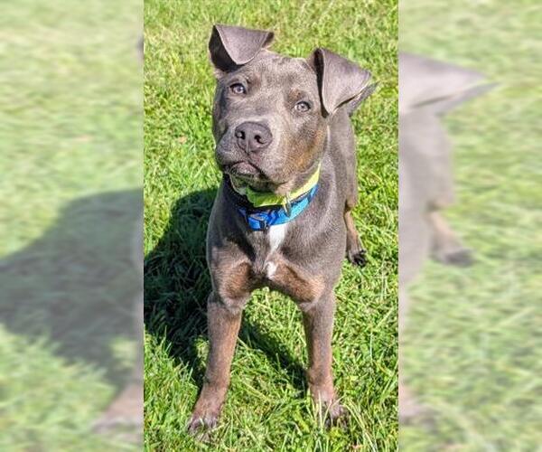 Medium Photo #1 Staffordshire Bull Terrier-Unknown Mix Puppy For Sale in Akron, OH, USA