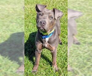 Staffordshire Bull Terrier-Unknown Mix Dogs for adoption in Akron, OH, USA