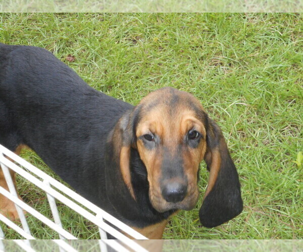 Medium Photo #1 Bloodhound Puppy For Sale in NEWNAN, GA, USA