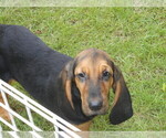 Small Photo #1 Bloodhound Puppy For Sale in NEWNAN, GA, USA