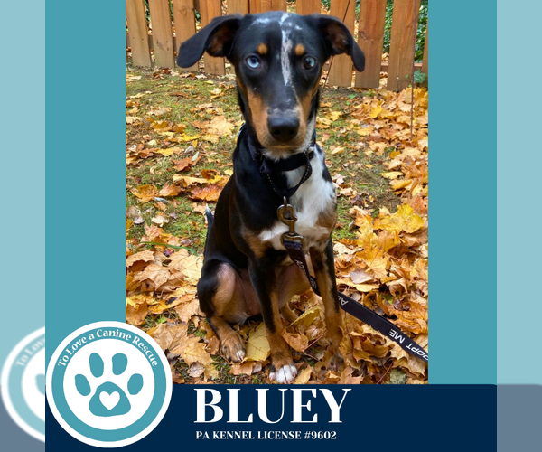 Medium Photo #5 Mutt Puppy For Sale in Kimberton, PA, USA