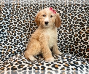 Goldendoodle Puppy for sale in LAKELAND, FL, USA