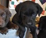 Small Photo #1 Labrador Retriever Puppy For Sale in CRAWFORDSVILLE, IN, USA