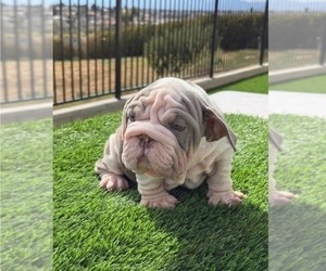 English Bulldog Puppy for sale in CHARLOTTE, NC, USA