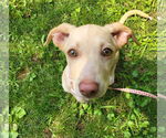 Small Dachshund Mix