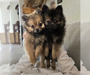 Pomeranian Litter for sale in BRONSON, MI, USA