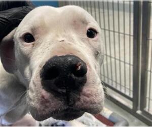 Dogo Argentino-Unknown Mix Dogs for adoption in San Clemente, CA, USA