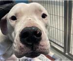 Small Dogo Argentino Mix